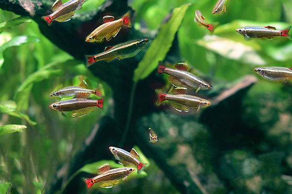 Petco minnows store